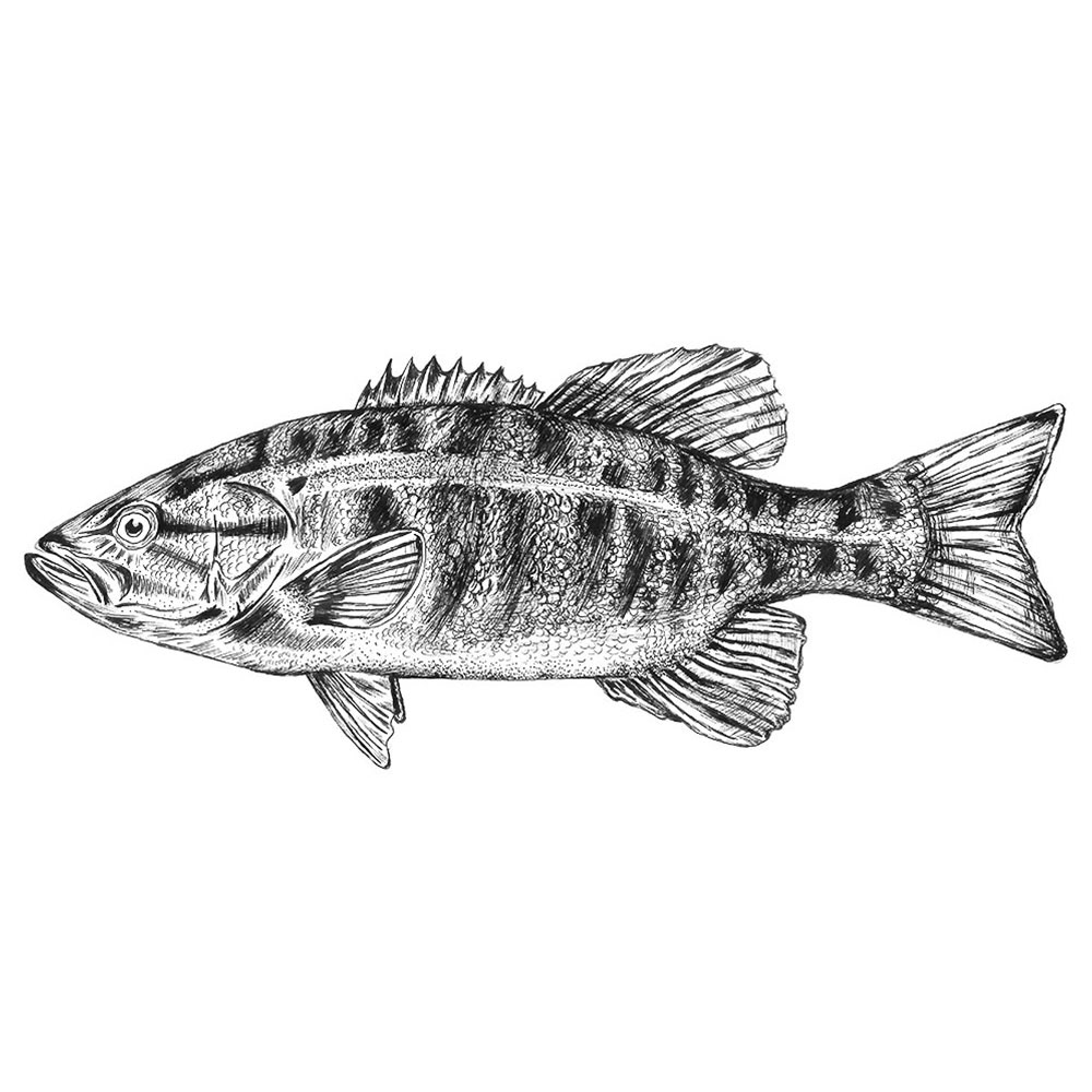 pen and ink illustration of fish smallmouth bass black and white art