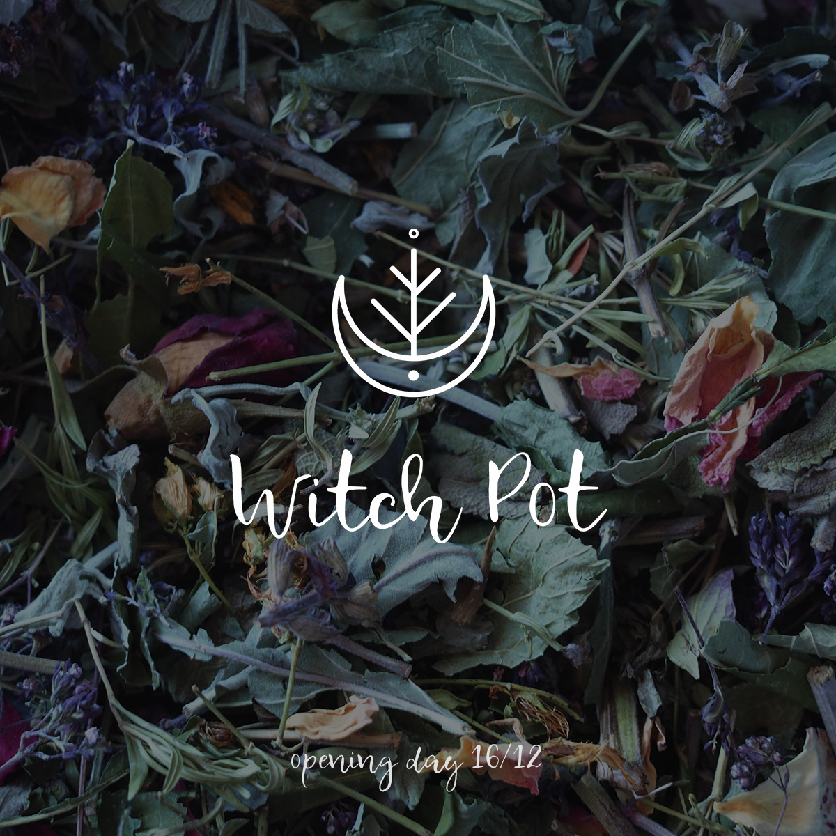 graphic design  logo Logo Design tea herbs witch green