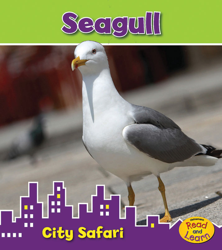 book design city safari animals rat FOX squirrel pigeon  seagull raccoon Hedgehog city read and learn  c