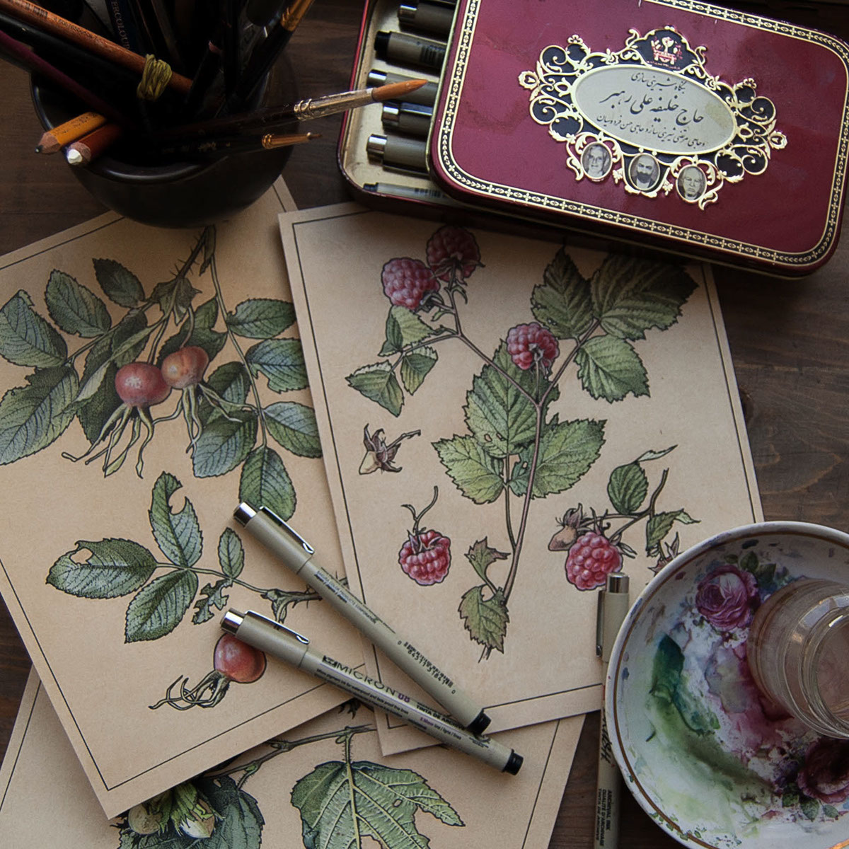 illustrations botanical nuts berry watercolor dotwork aquarelle raspberries Briar berries