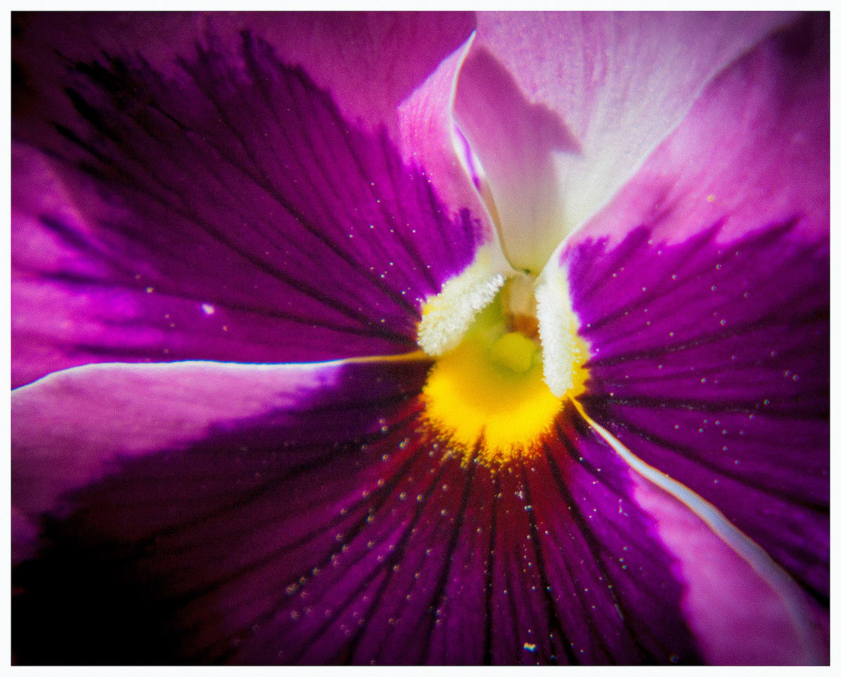 macro Canon eos 450D lens photoshop cs6 light room Sunny Flowers purple red pink orange