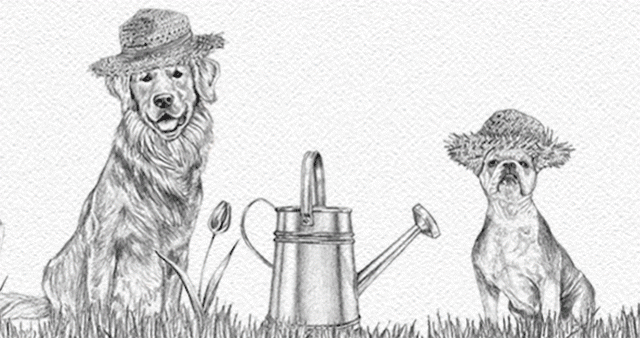 ralph lauren Drawing  Advertising  advertising illustration dogs ILLUSTRATION  graphite Character design  animals cute