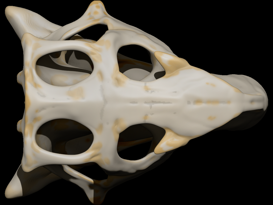 Psittacosaurs mongoliensis Dinosaur reconstruction anatomy