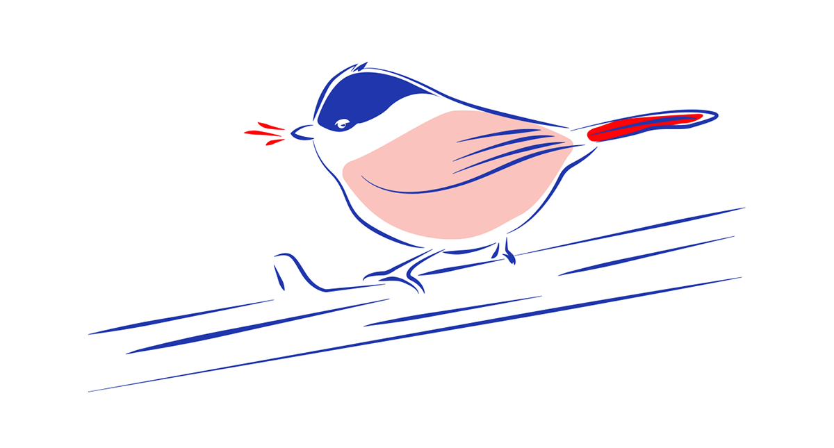 bird Drawing  adobe illustrator ILLUSTRATION  vector Graphic Designer digital illustration