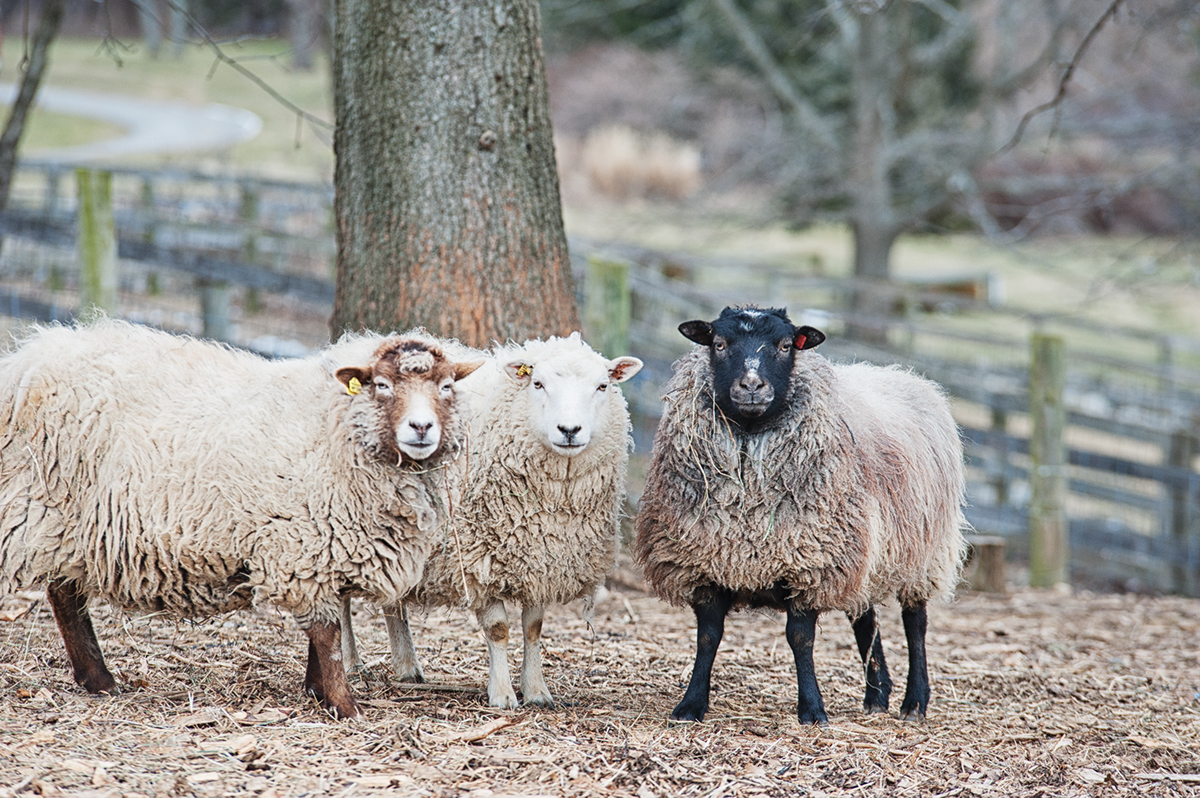 sheep farms farm Livestock animals eyes snow texture ram ewe
