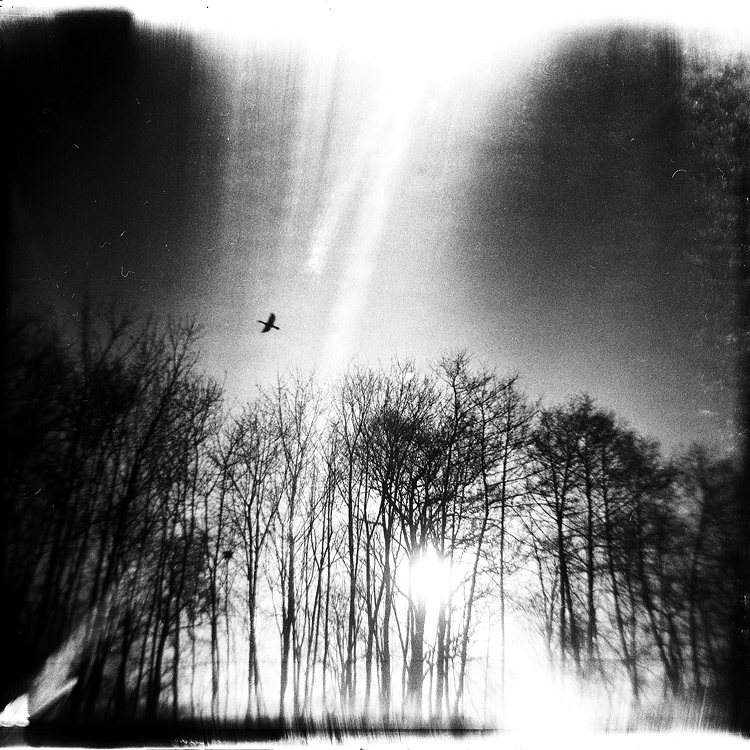 Nature winter square analog film photography holga medium format darkroom lomo Lomography Light Leaks experimental 6x6 toy camera black and white