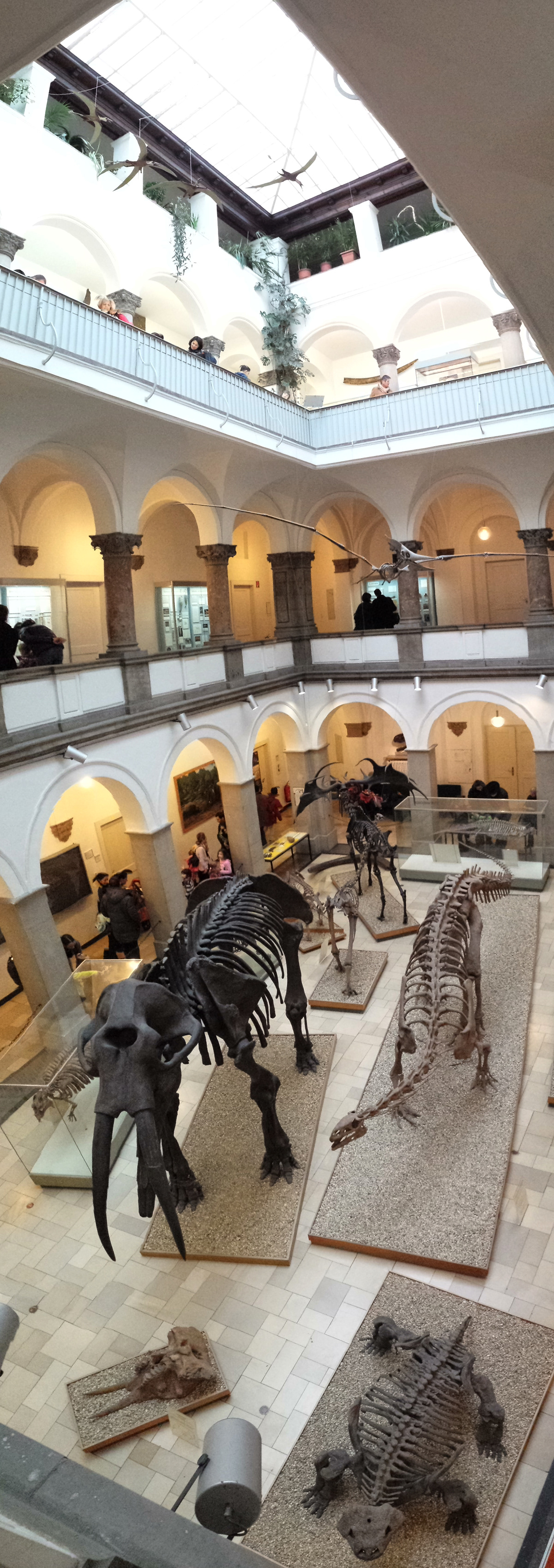 Paläontologisches Museum München museum munich Dinosaur