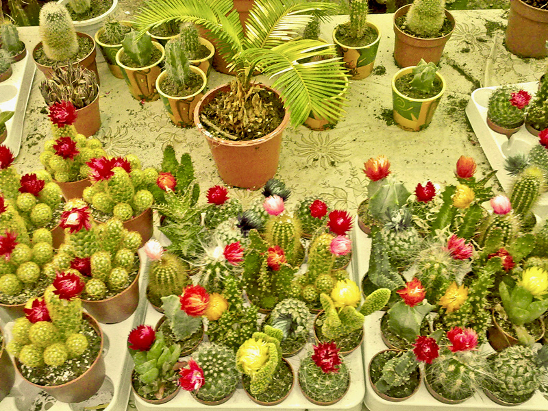 botany Plant Flowers Nature trees leaves floral cacti cactus nursery Ecology Stems Green House fountain