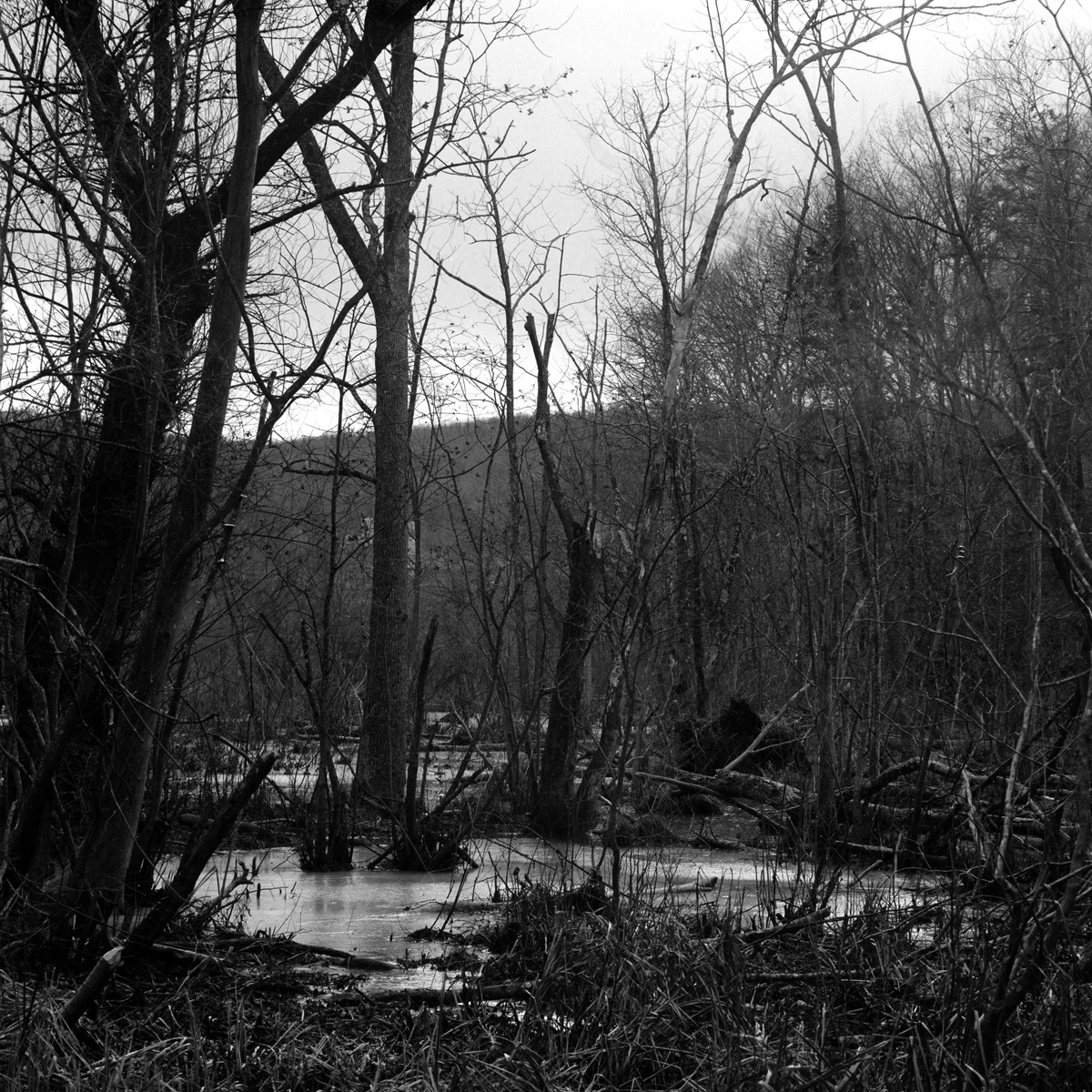 fdr roosevelt hyde park black and white Landscape history USNPS New York united states square Tree  ice Hudson River land winter