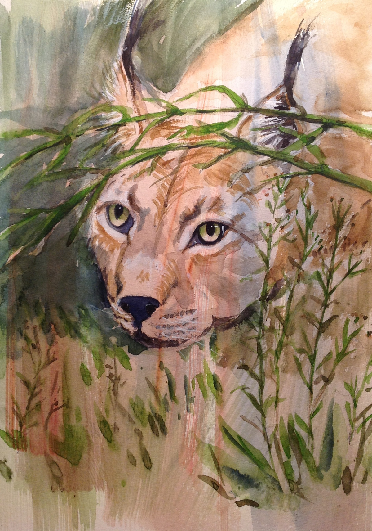 watercolor animales lynx