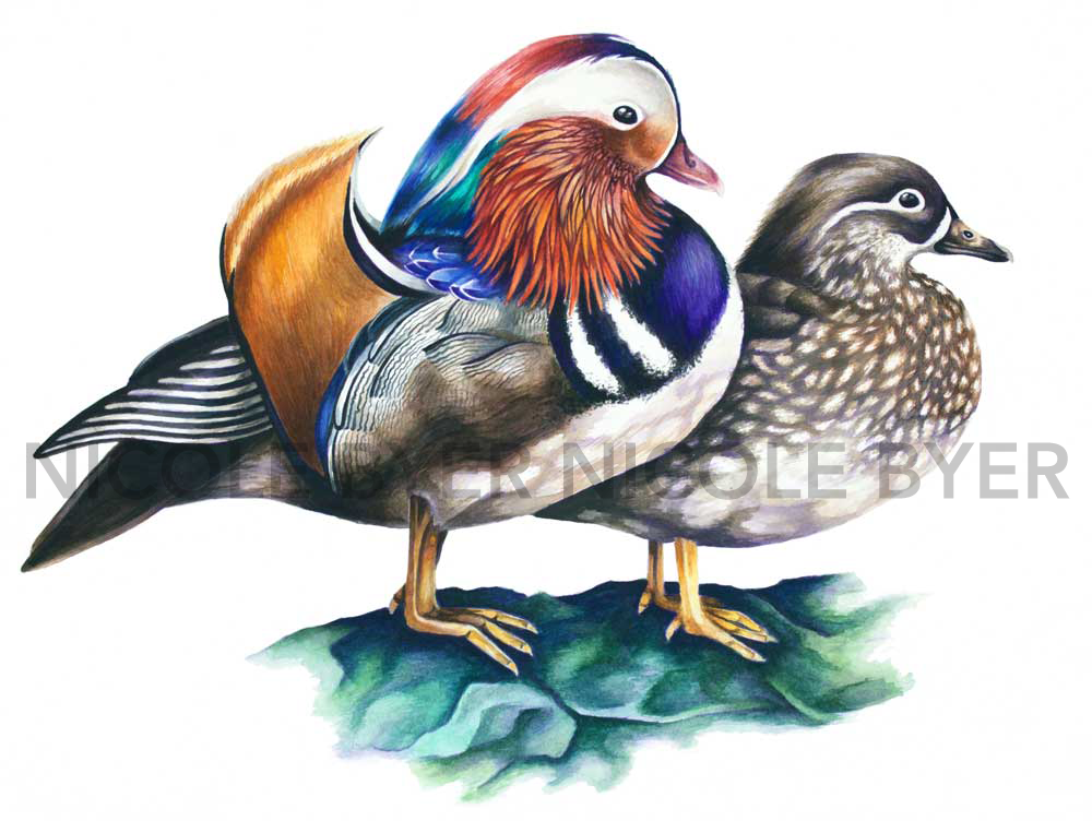 watercolor scientific illustration birds ducks couple
