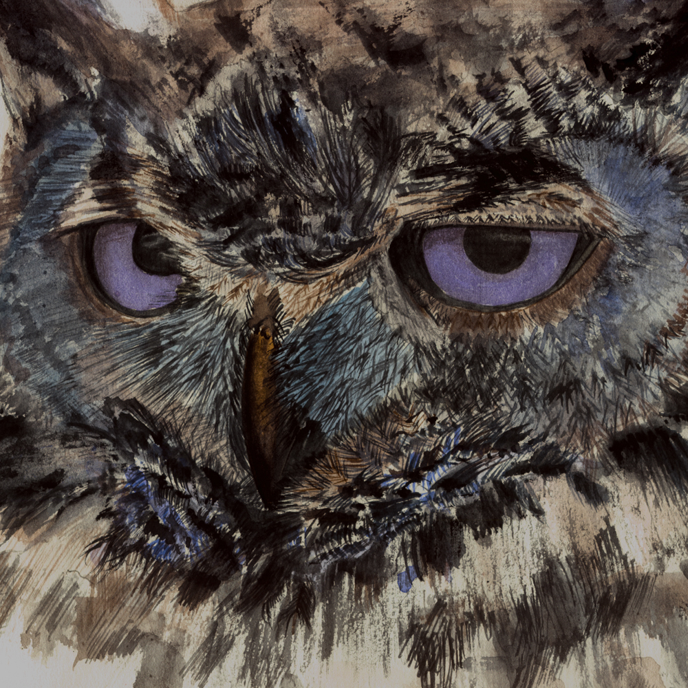 animals owl birds eyes