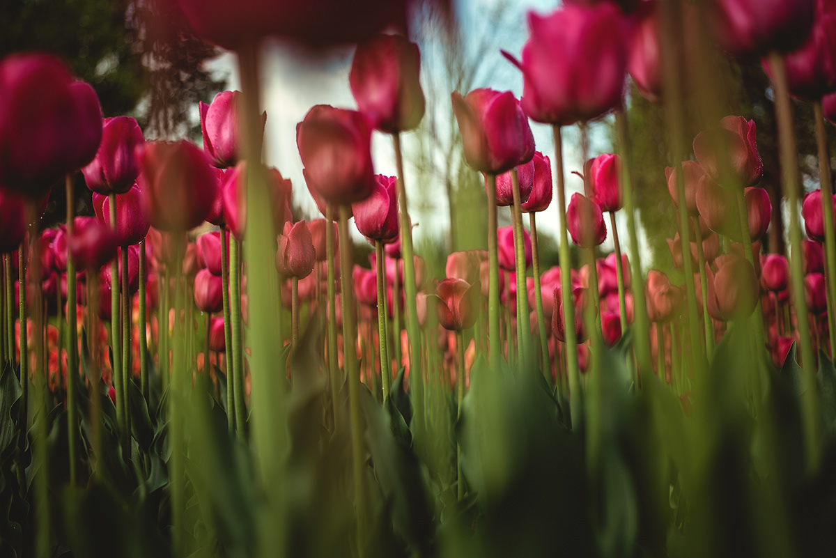 Flowers tulips colors ottawa d610 tamron2470 nikon55mm yellow red Nature