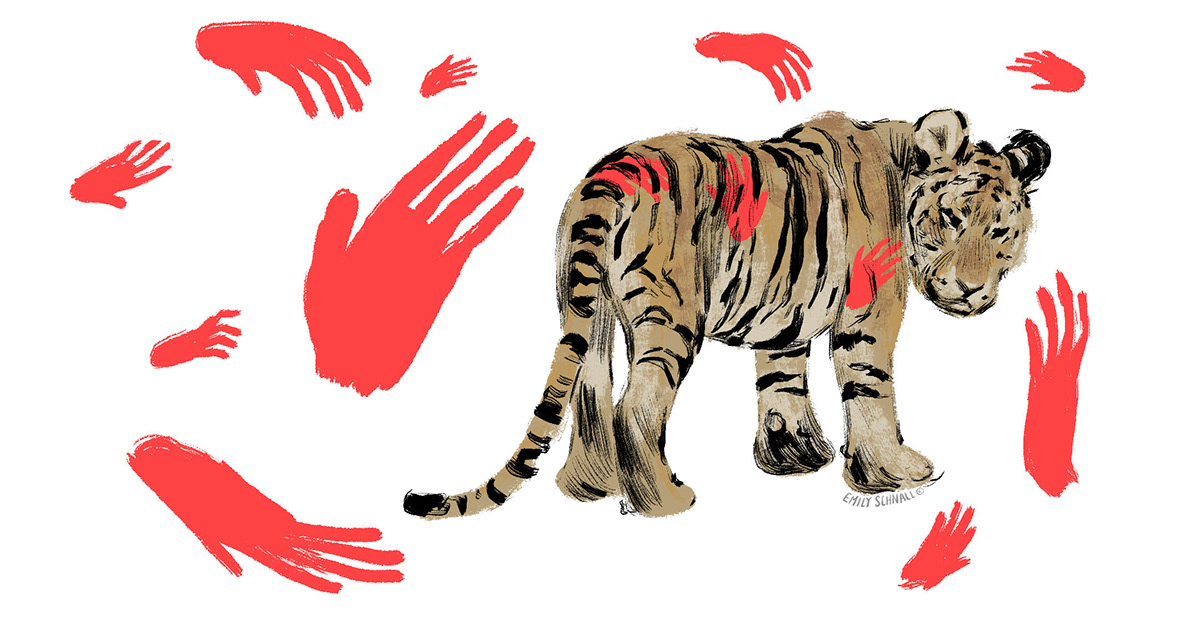 Adobe Portfolio tigers animal welfare IFAW conservation
