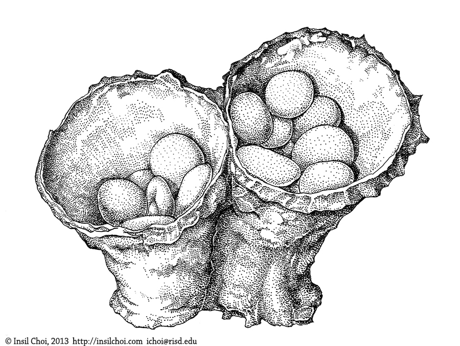 Bird's Nest Fungi Fungi mushroom scientific Glossary Pen & Ink eggs