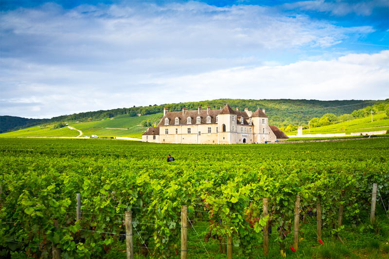 Nature wine Bourgogne photoreport vignes
