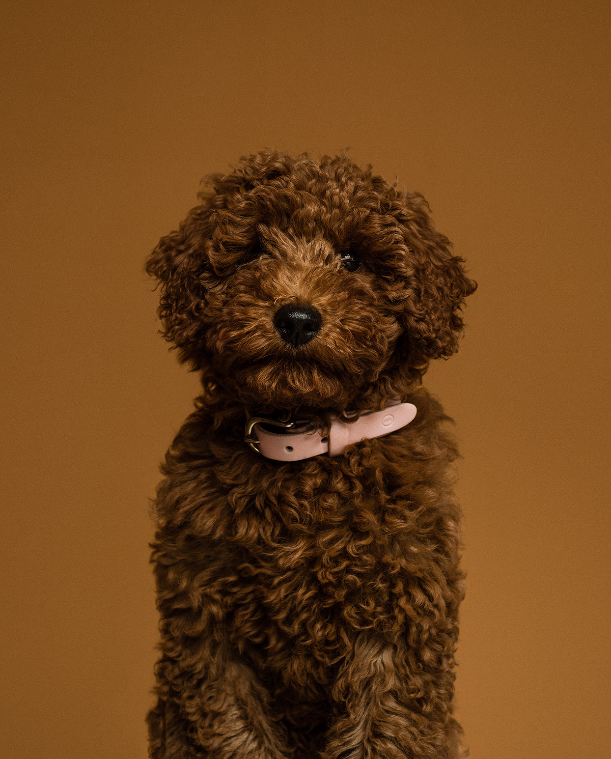 animal digital photography  dog Lookbook Pet Photography  portrait