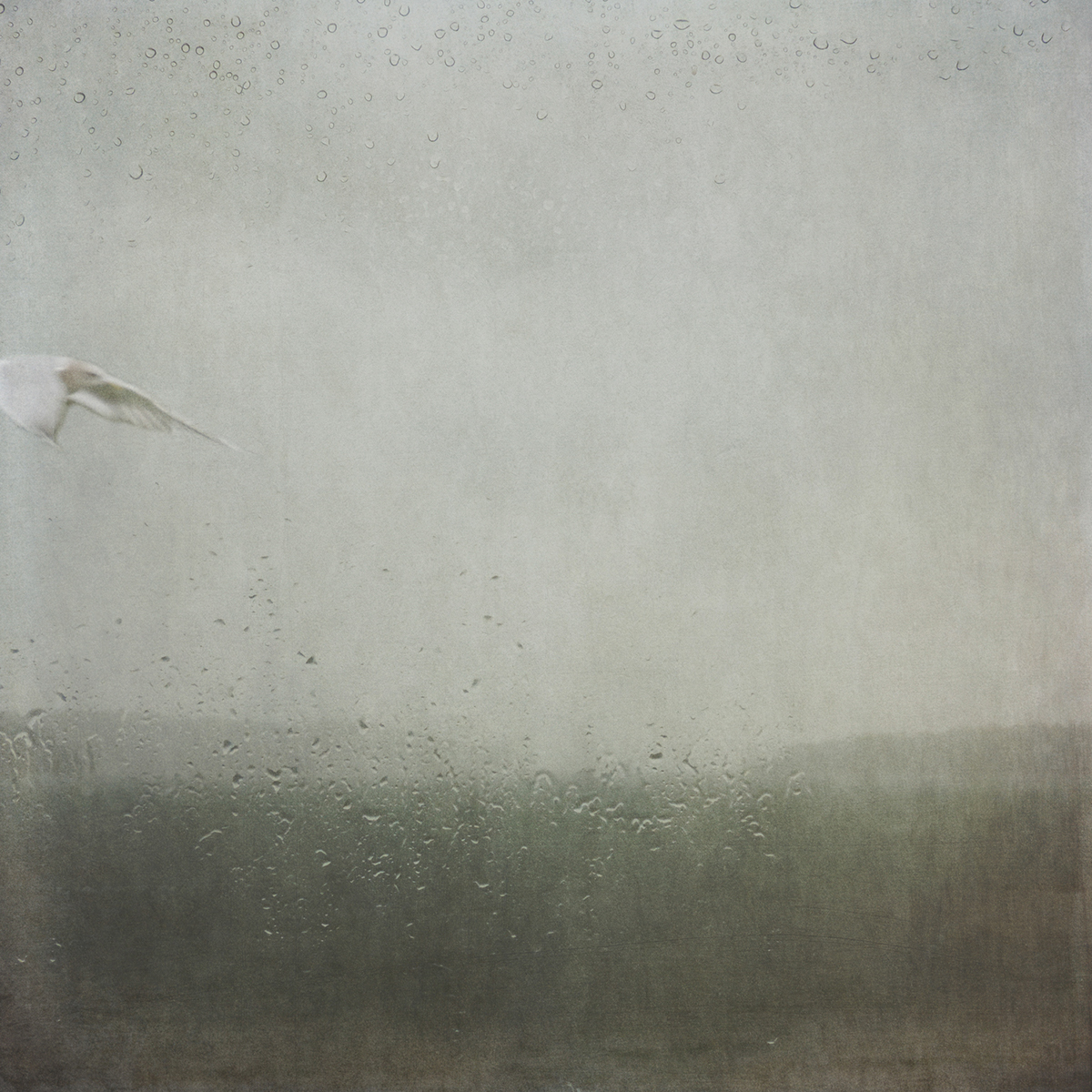 stormy rain rain on window seagulls seascape ferry Puget Sound Sally Banfill