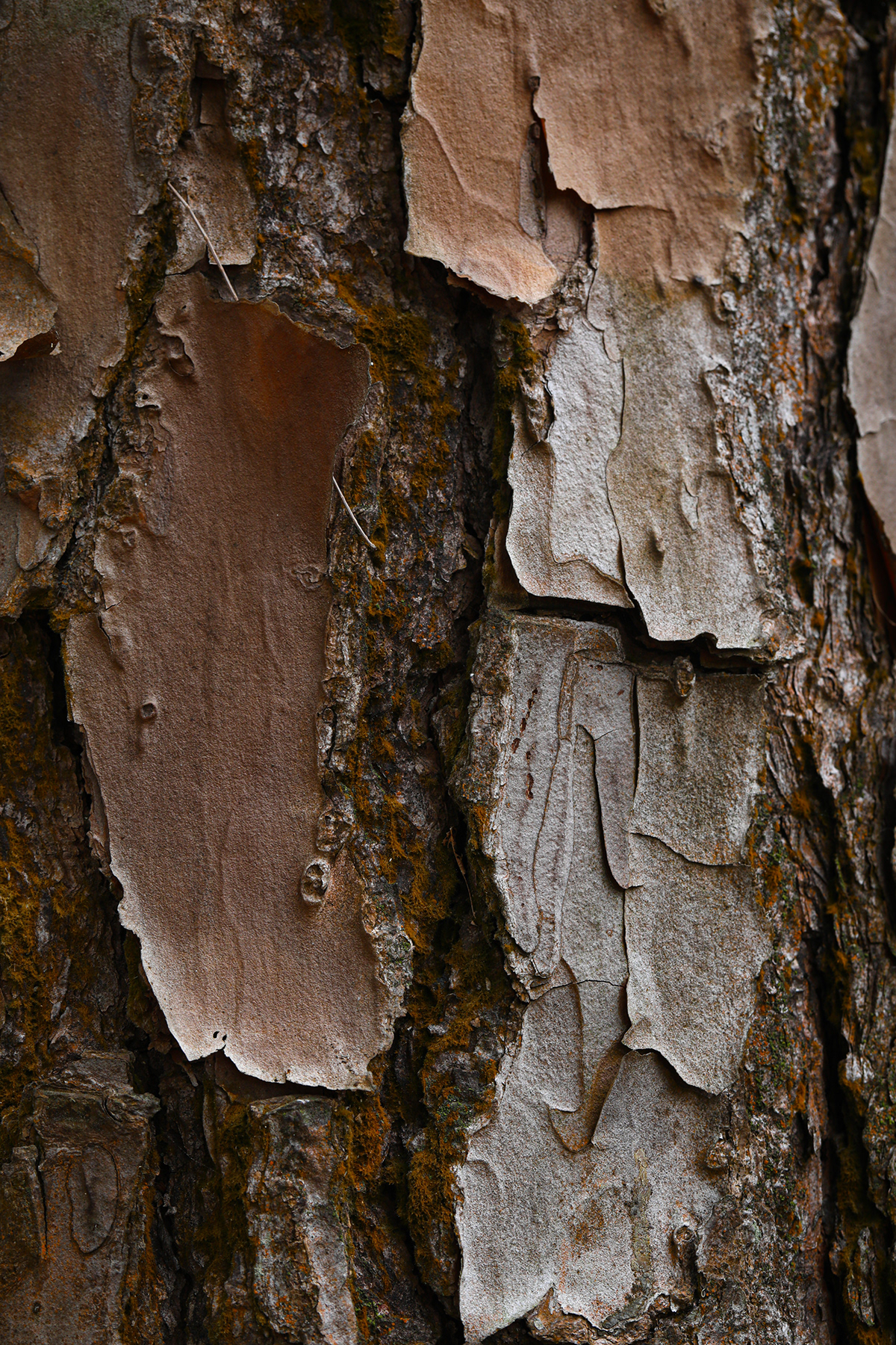 abstract Nature texture pattern Tree  tree trunk Macro Photography tree bark wood