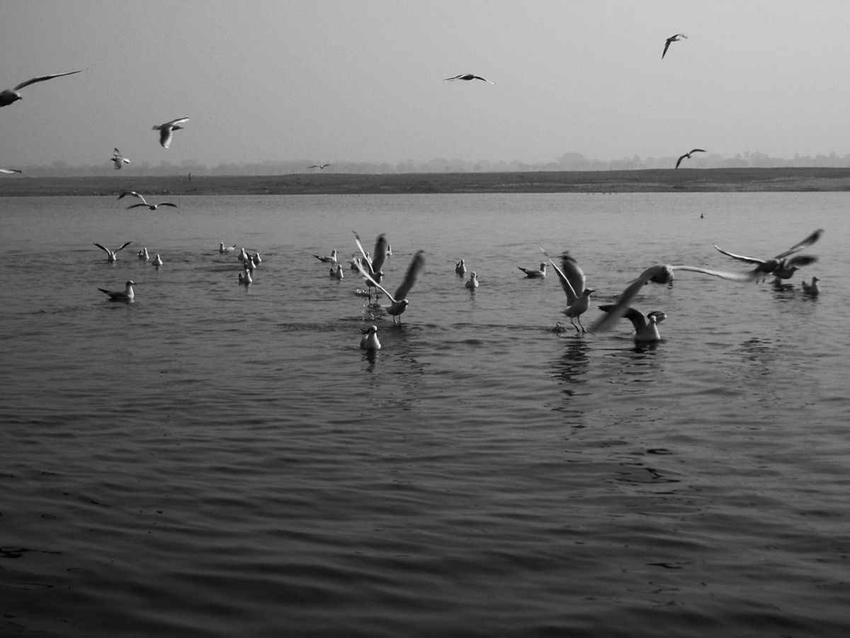 black and white varanasi migration birds flight