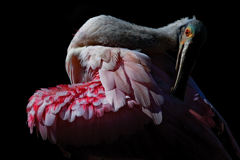 Adobe Portfolio animals birds animal photography apes nature photography