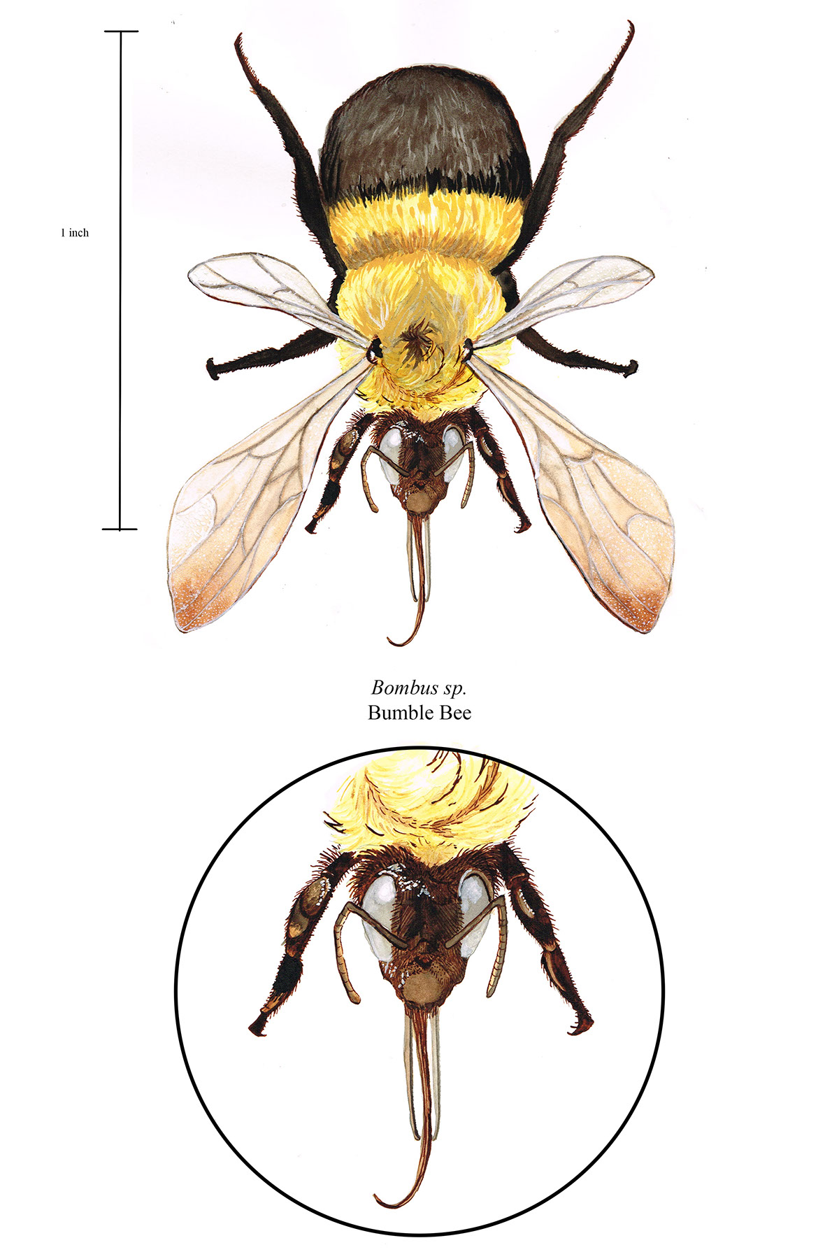 scientific illustration insect bug apidae bee Bumblebee bombus