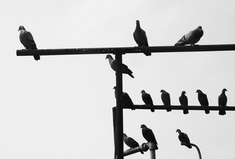 black and white abstract composition pigeon Fly bird indian power lines and birds beauty black White