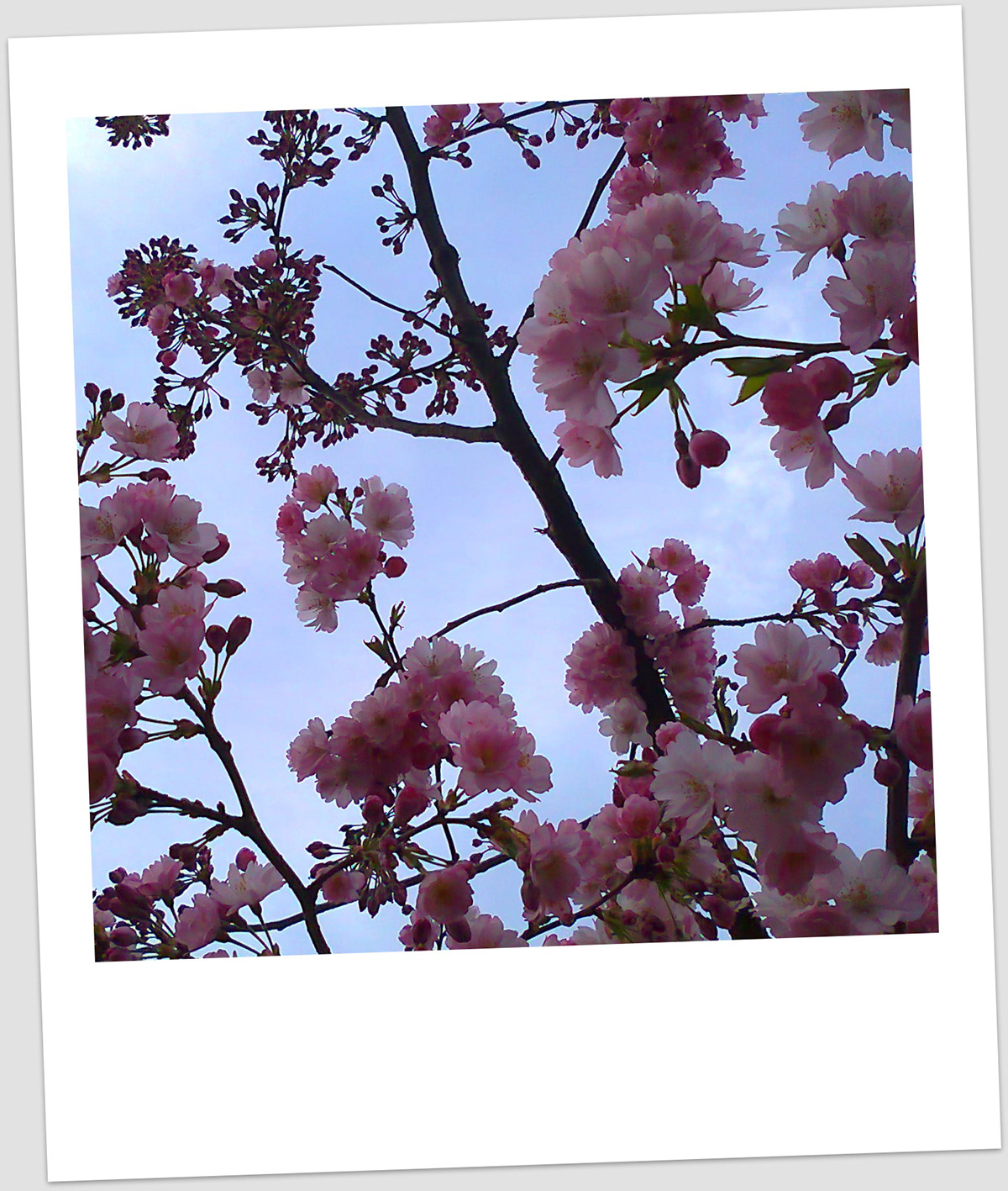 pattern Cherry Blossom