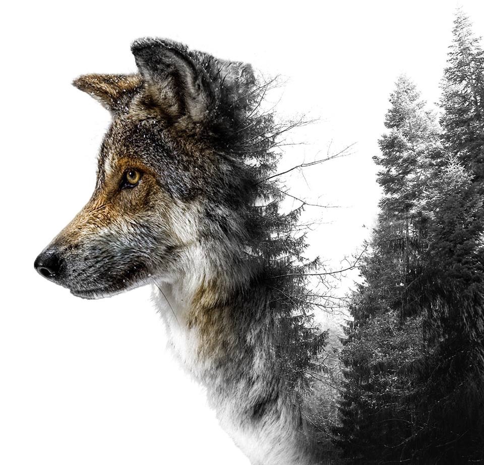Alpha wolf persian Alphatopwolf22/Persian Alpha