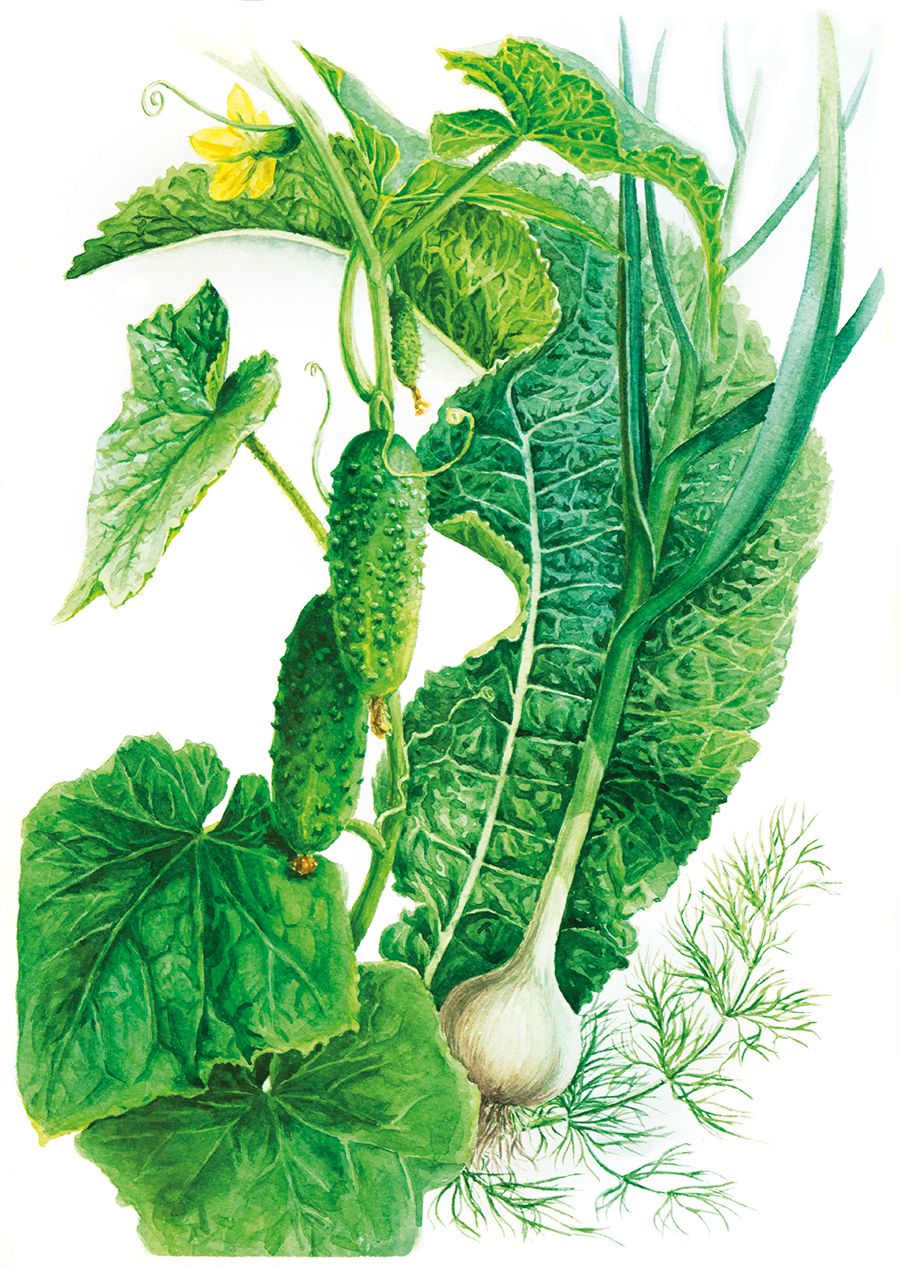 botanical watercolor illustration illestration watercolor