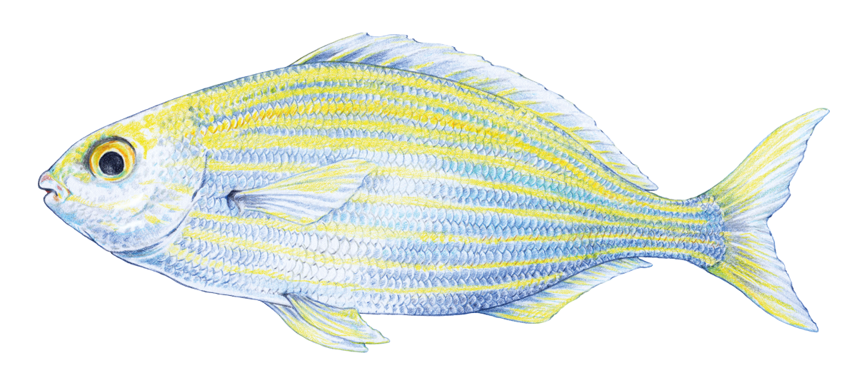 Adobe Portfolio Fischen fish illustration fishing illustrations kroatische Fische