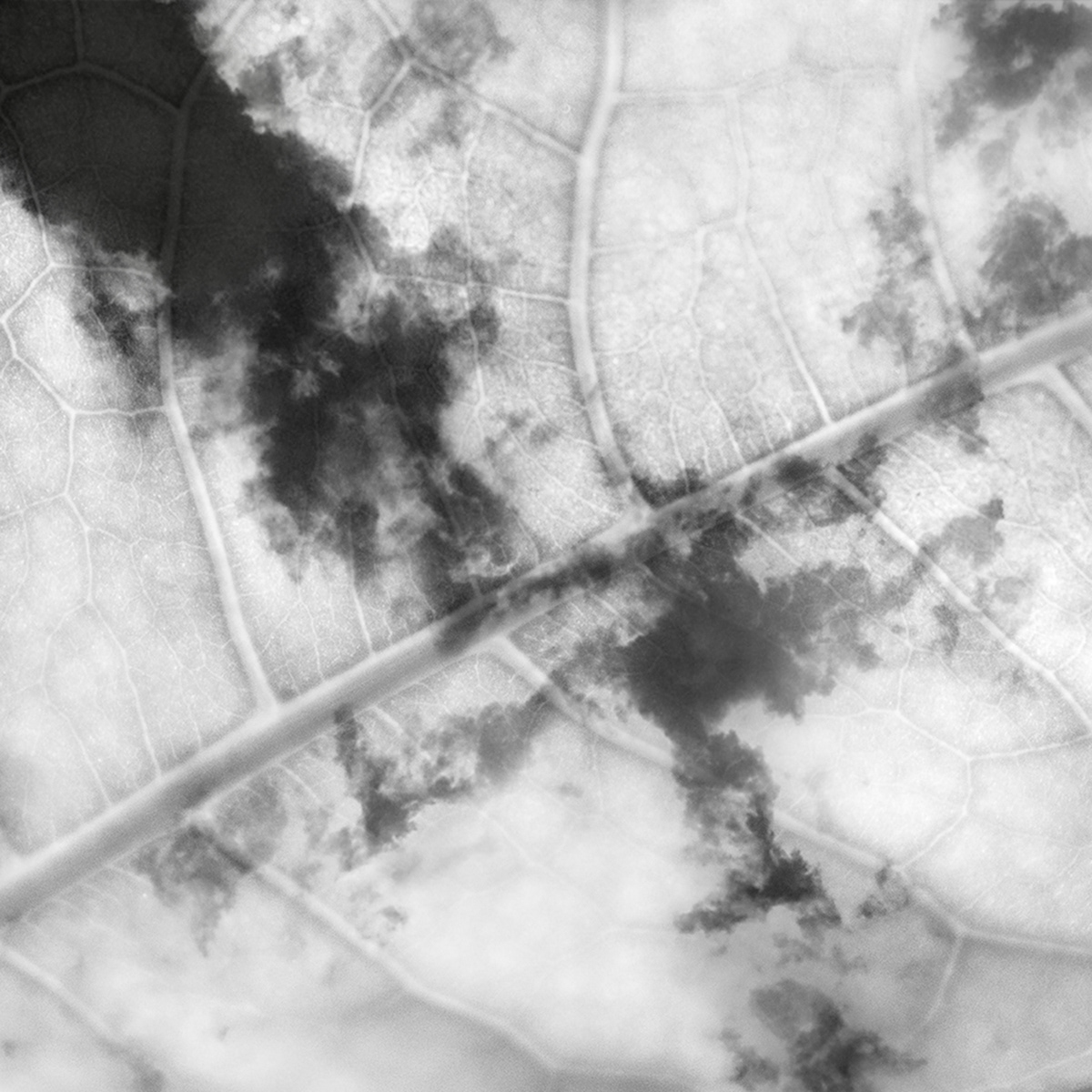 city planning macro leaf SKY clouds black and white sea weed sand Landscape landscape photography conceptual idea