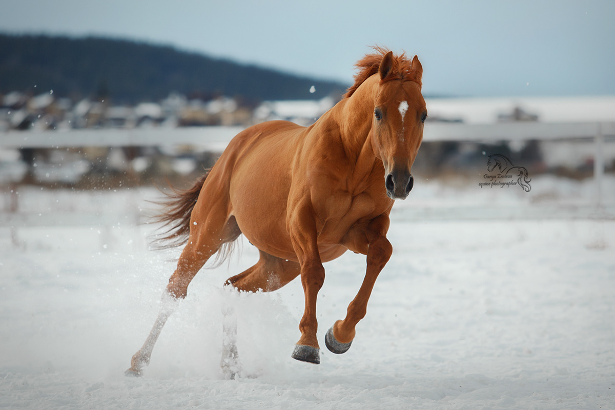 equine equistrian gallop horse horses