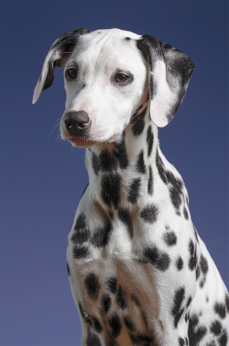 puppy dog portrait