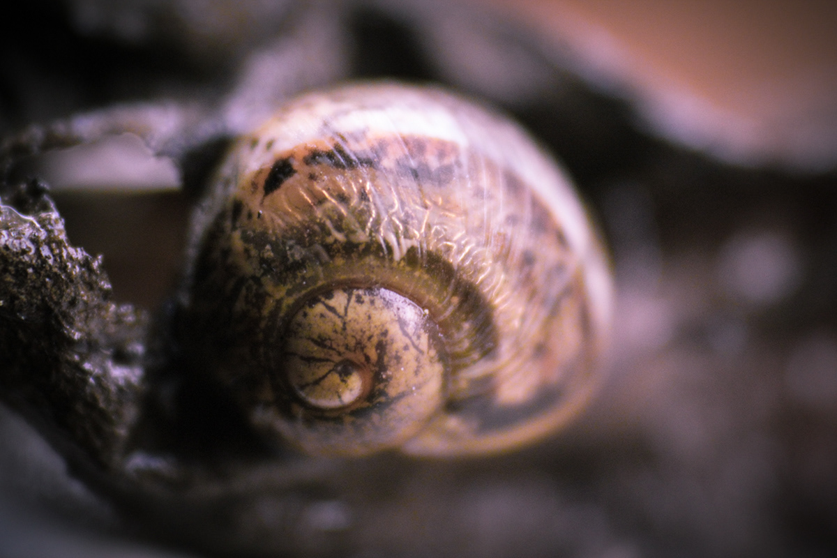 close up inverted lens filippo caputo Canon macro leaves sparkles snail