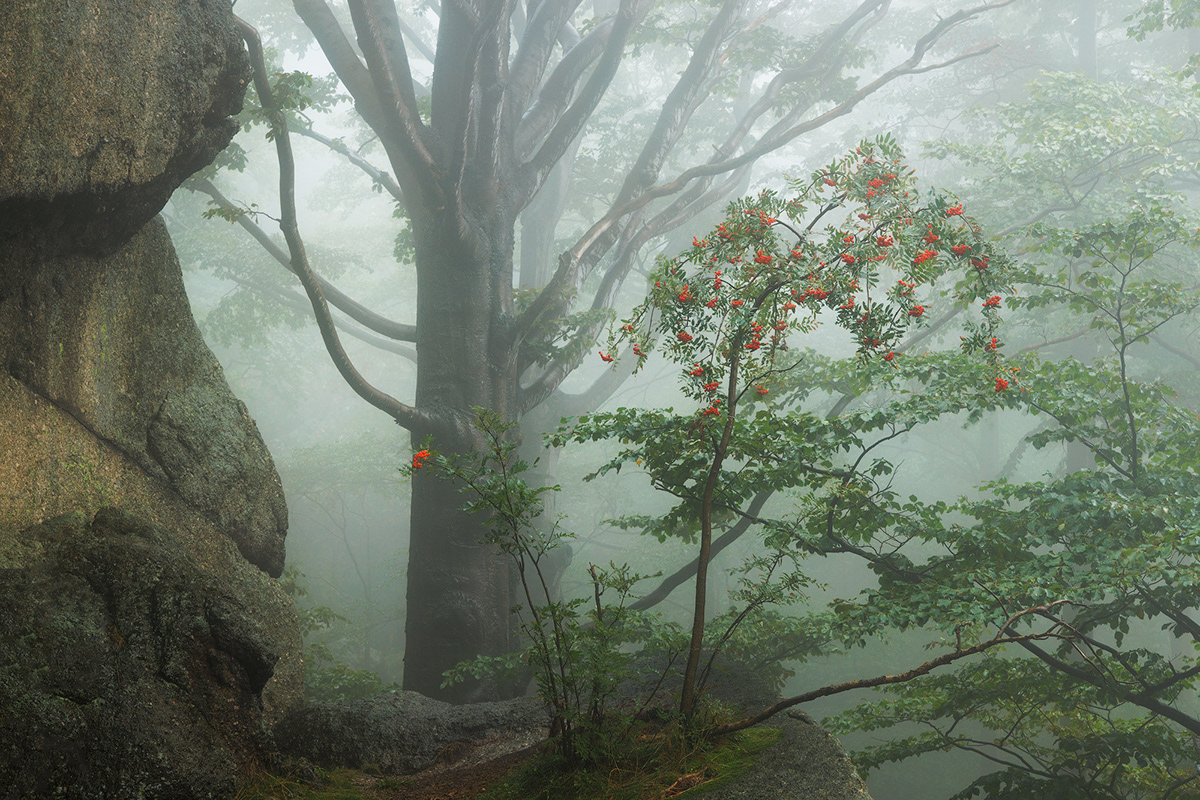 rocks woodland forest Landscape mood Nature Czech Republic mountains Granite fog