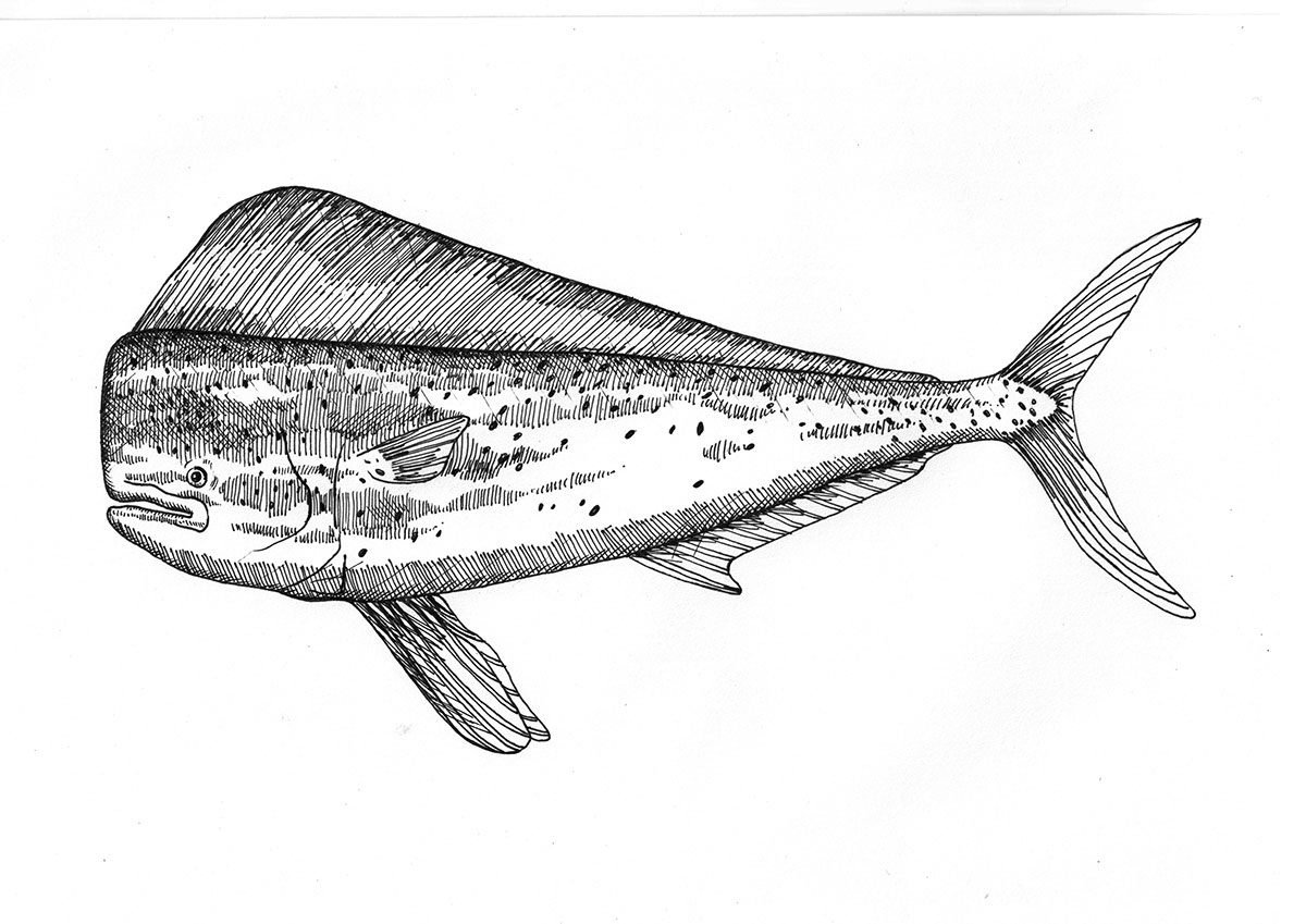 seafood fish fishes pen ink art lineart linedrawings