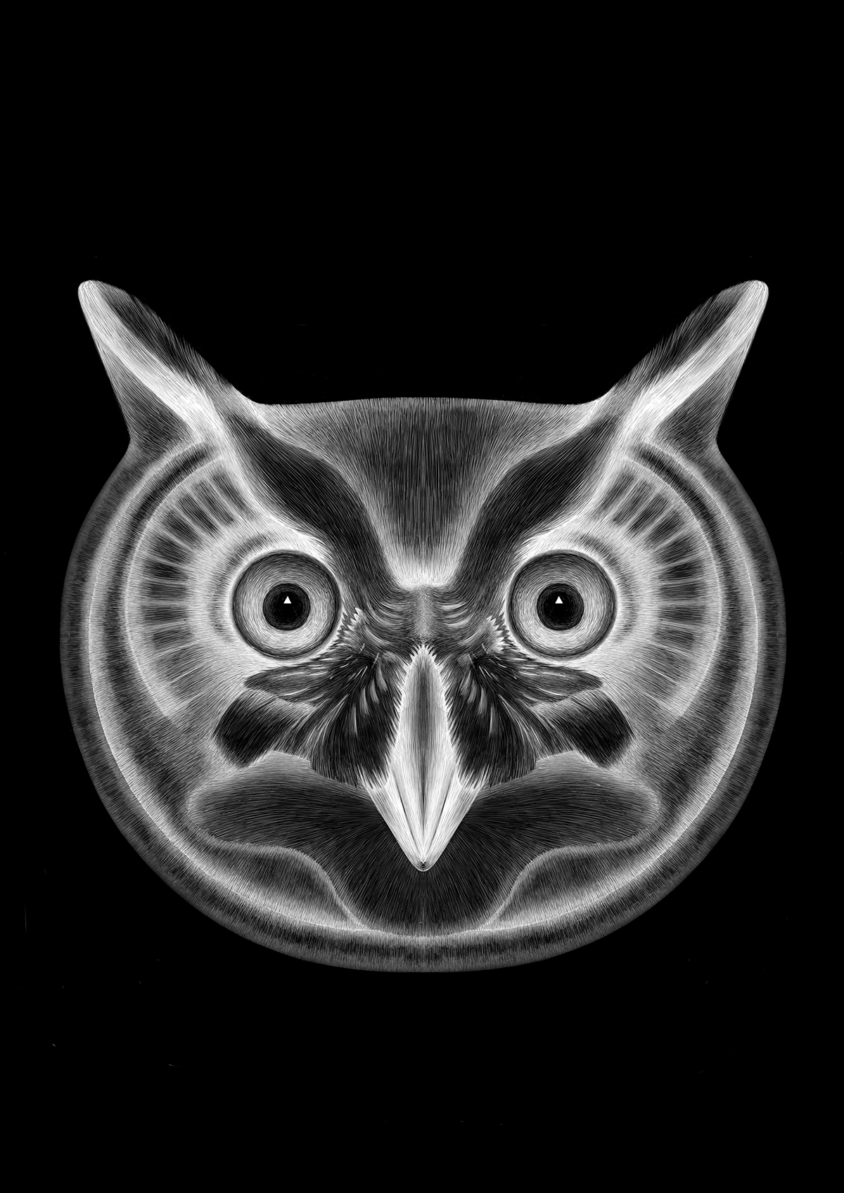 nocturnal animals animals graphic Exhibition  fine art wolf owl FOX Slow Loris bat deer leopard raccoon ocelot sugar