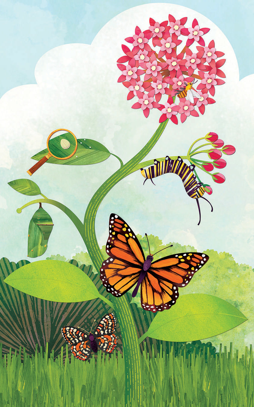 basecamp butterfly Caterpillar chrysalis Cocoon EXPLORERS Metamorphosis Mural san diego zoo wildlife