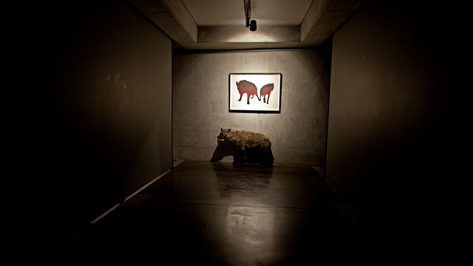 hyena conservation mj turpin M18J92T circa gallery south africa johannesburg fine art Performance