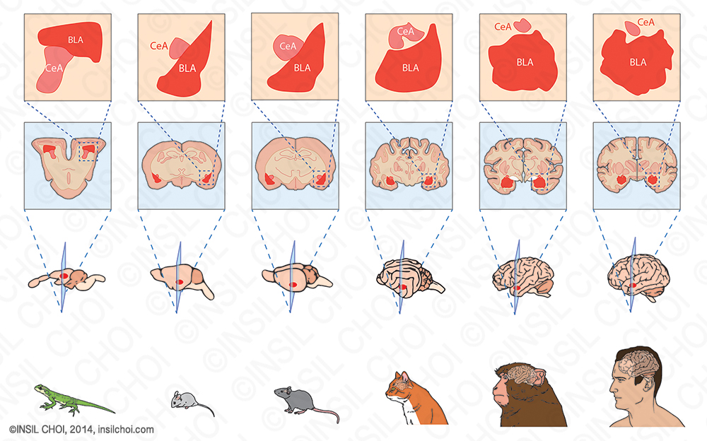 brain animal Amygdala medical