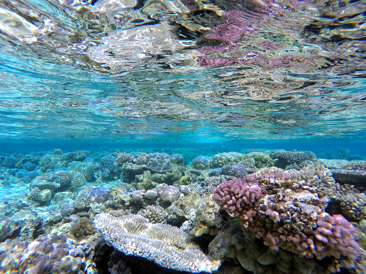 french polynesia tahiti Bora Bora RoadTrip Island gopro Photography  reef lagoon Travel