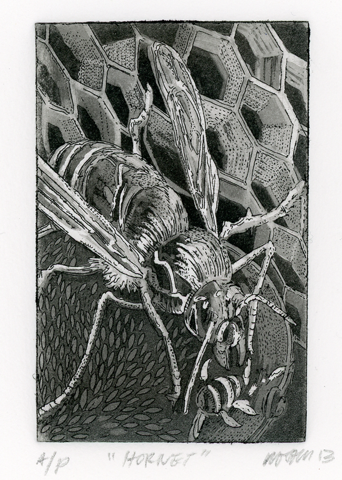 hornet Vespa mandarinia etching aquatint