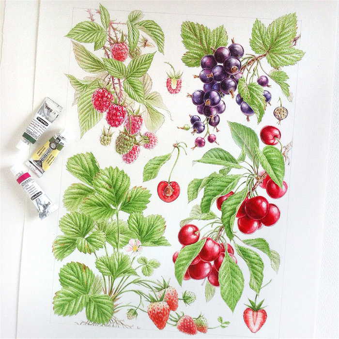 watercolor berry Blackcurrant strawberry raspberry cherry Food  aquarelle mandarine fruits