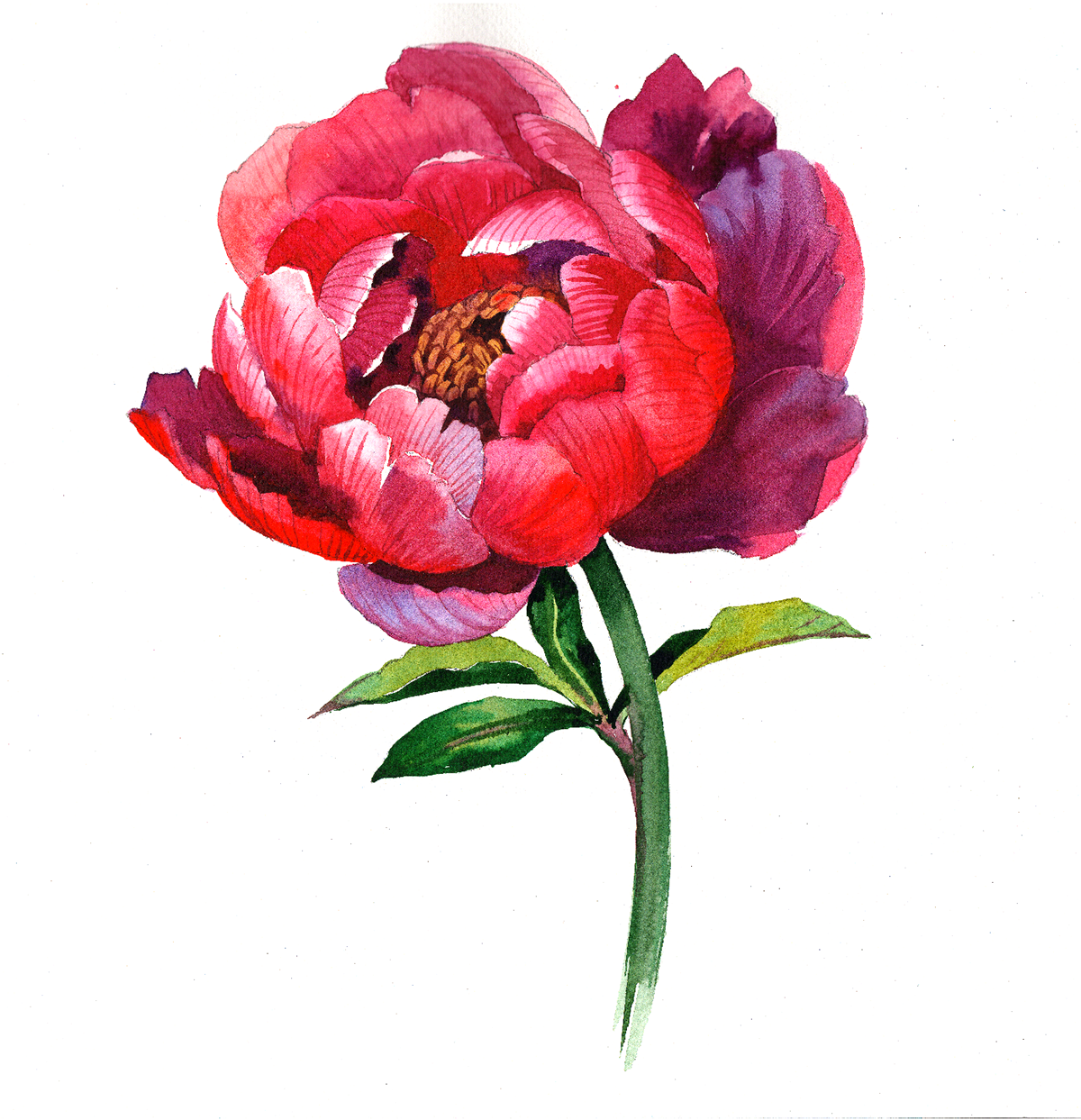 watercolor tutorial peony Flowers painting   Drawing 