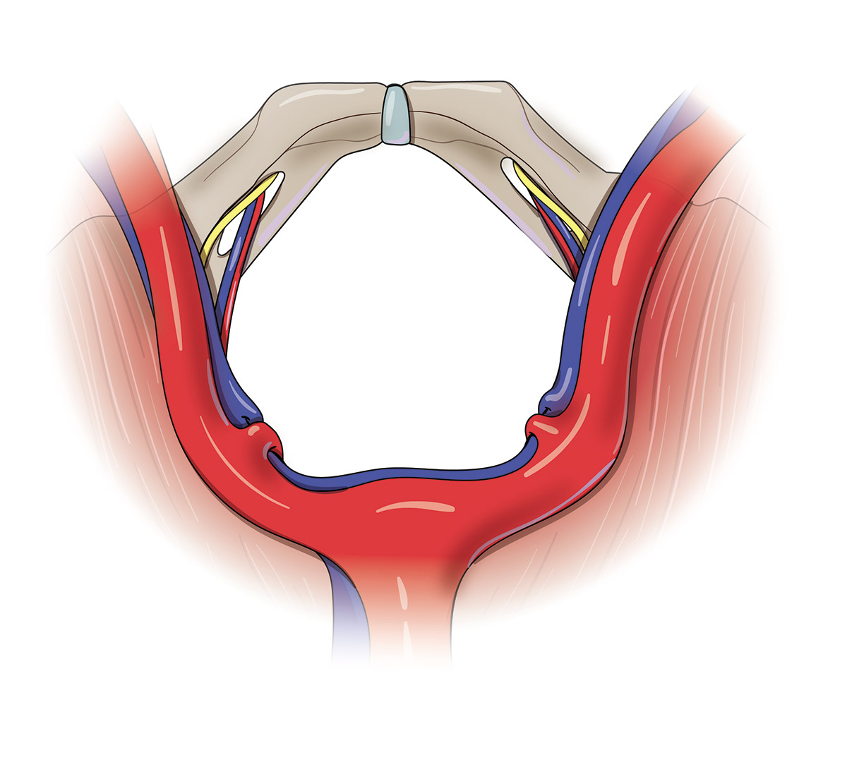 medical illustration urology pelvic anatomy anatomy anatomical illustration