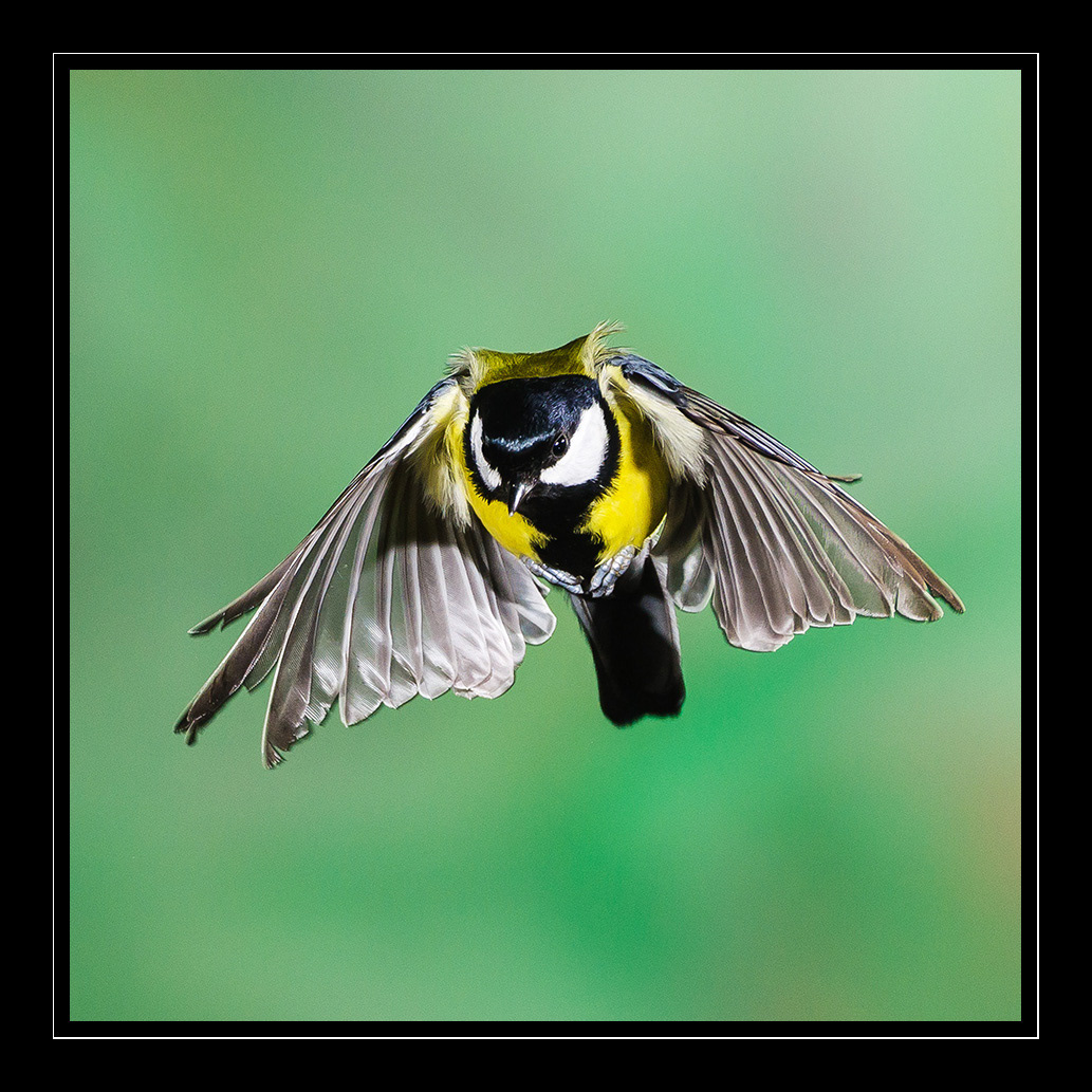 oiseaux en vol mangeoire   Flash Photographie photographie numérique Photography  birds Flying