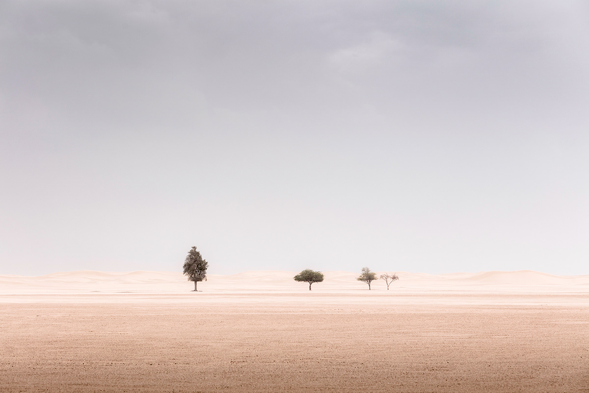 desert dubai sand FINEART wallart dunes Tree  minimalist minimal