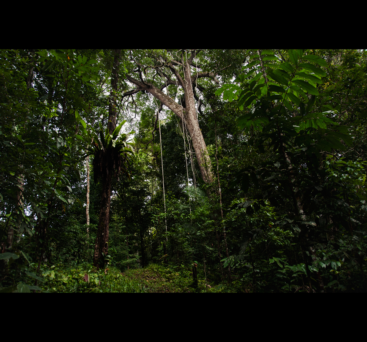 Penan "Penan Peace Park" Deforestation Ecology sarawak malaysia forest jungle Borneo environment