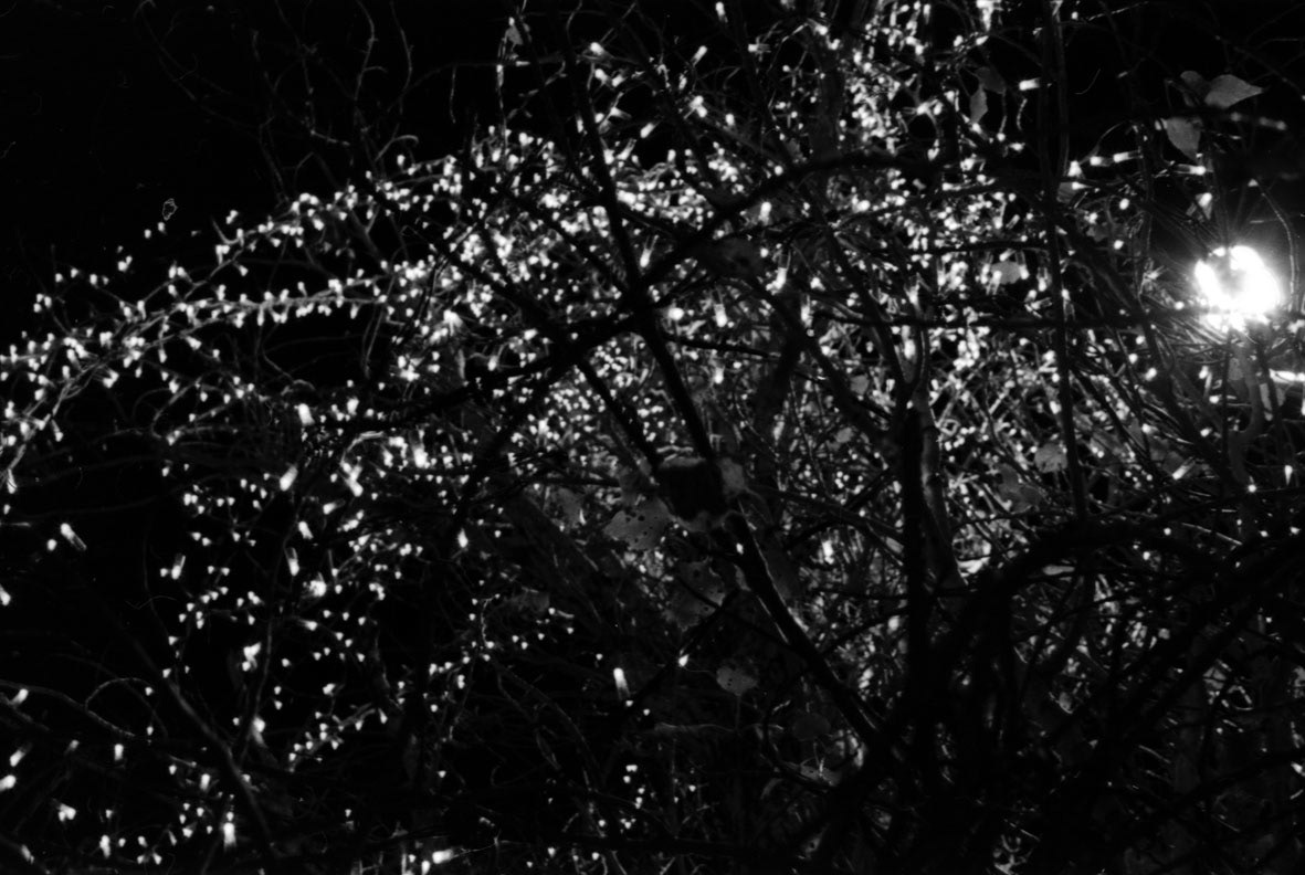 Analogue darkroom development 35mm black and white Street night Day Nature still life